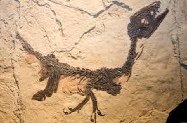 Triassic Periods: 250-200 million years ago