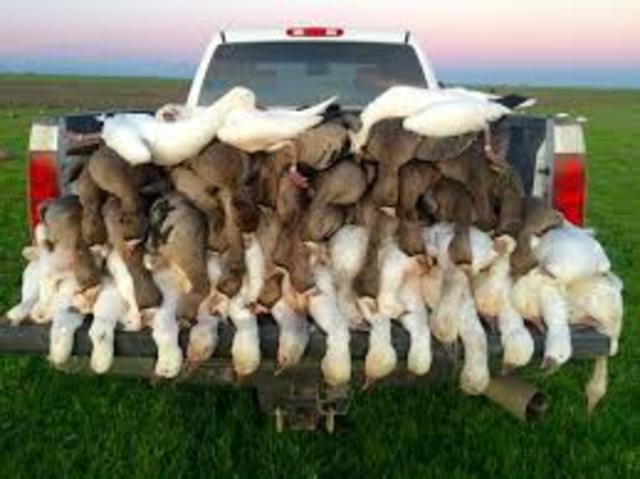 Migratory Bird Act(Biodiversity)