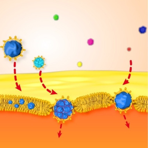 Nanopartículas atraviesan membranas en milisegundos