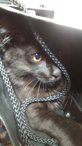 We got a kitten named Squishy