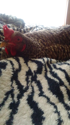 Got our first pet chicken.Her name was Bean