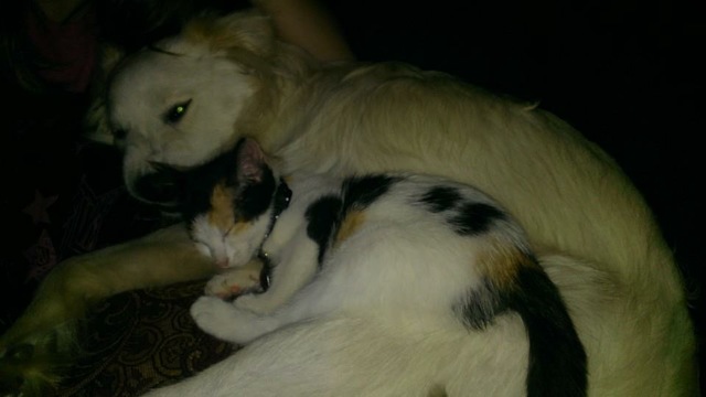 The Day We Got Charlie