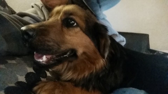 The Day We Got Peanut