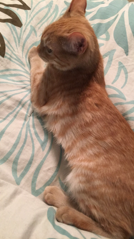 The Day We Got Grumpy Cat