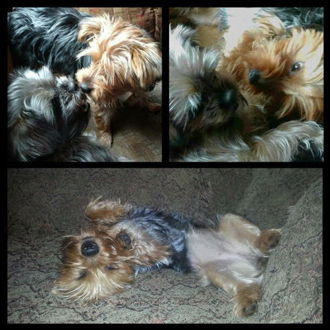 The Time my Dogs Traumatized me