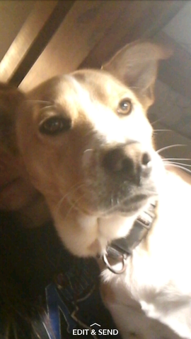 My Friend Got a Puppy