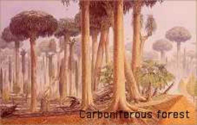 Carboniferous Period 345-280 MYA