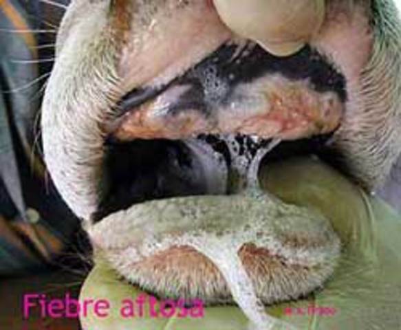 1682-83 Fiebre aftosa