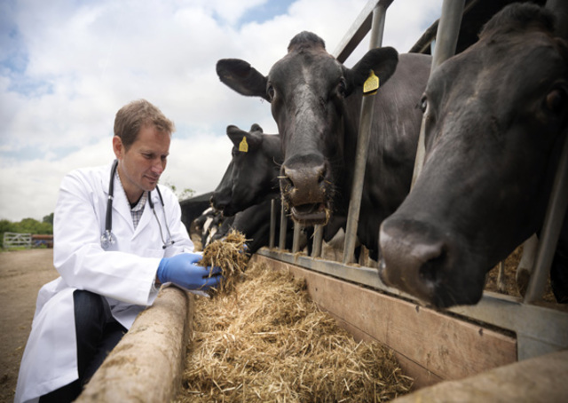 1848- Consejos de sanidad animal.