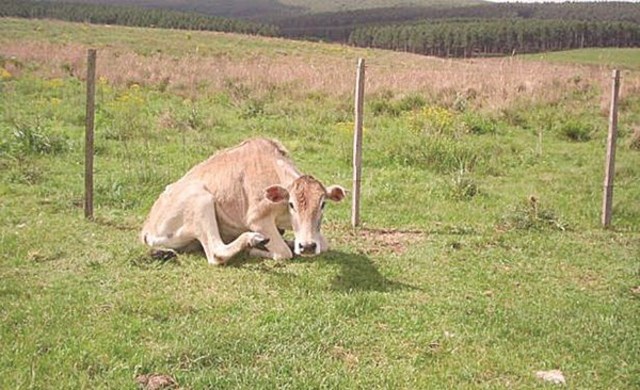 2011-   NOM-067-ZOO-2007.
