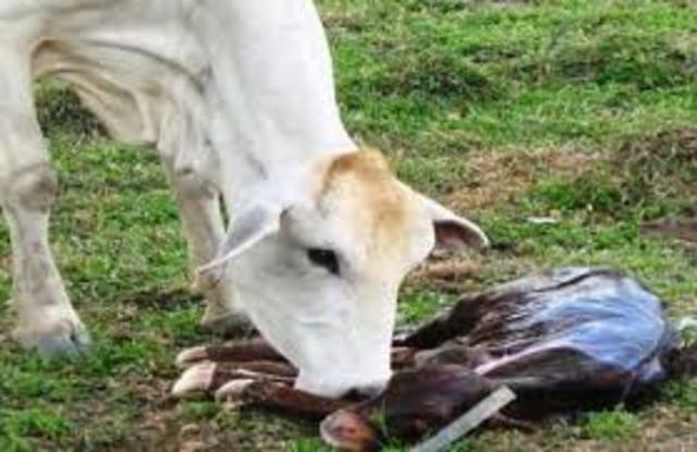 1995- NOM-011-SSA2-1993. NOM-038-ZOO-1995