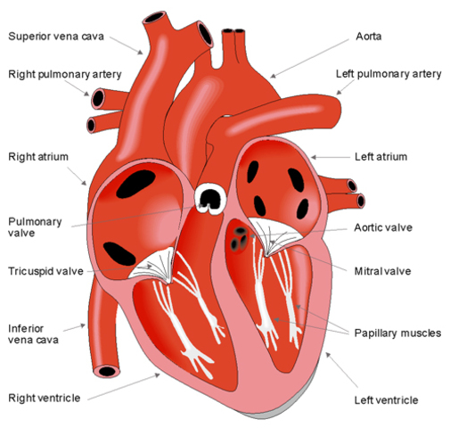 Mecanicisme biològic