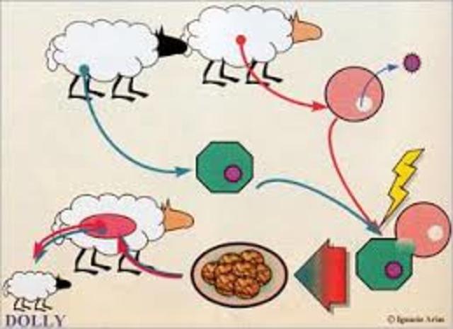 Gene transplantation among mammals