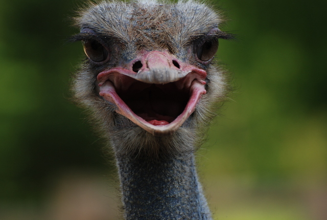ostrich