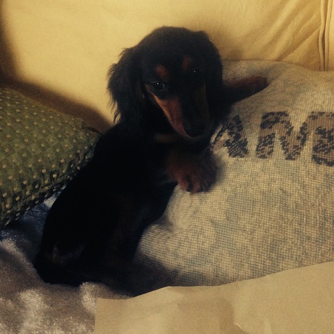 Song of Getting My Dog