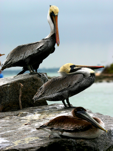 Pelican Island