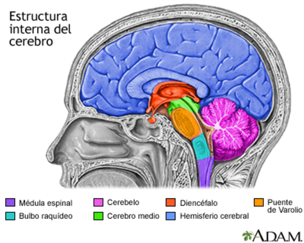 Localización de funciones en estructura cerebral