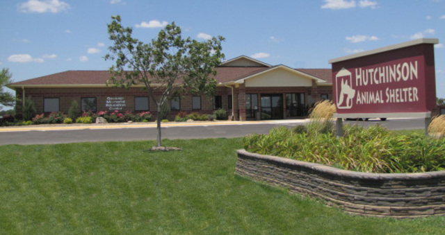 I am voluntering at the Animal Shelter