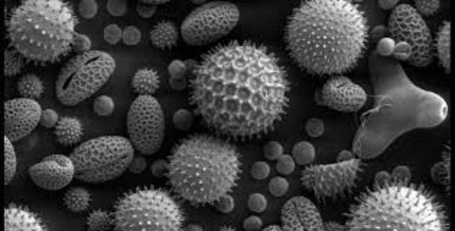 Descubren esporas bacterianas. Ferdinand J. Cohn