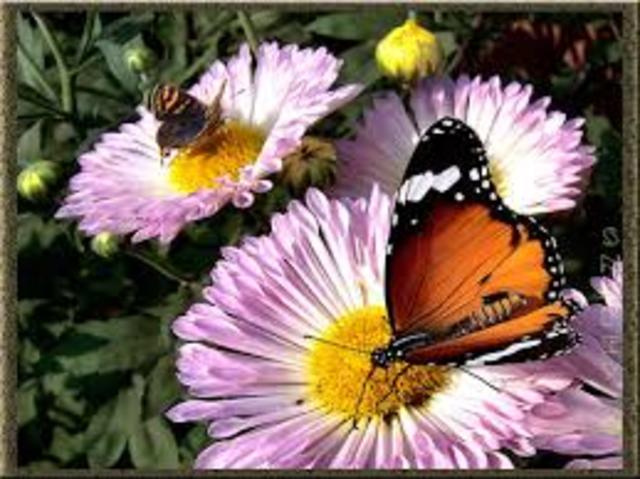 Termino "simbiosis."Heinrich Anton deBary