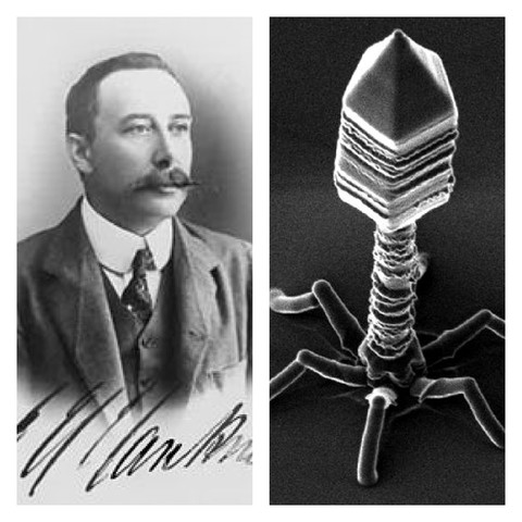 Primera observación de bateriófagos. Por: Ernest Hanbury Hankin