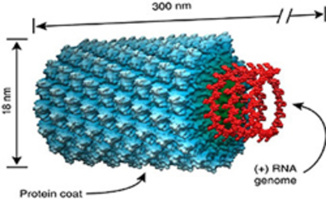 Vrus Mosaico del tabaco Dimitri Ivanosvsky