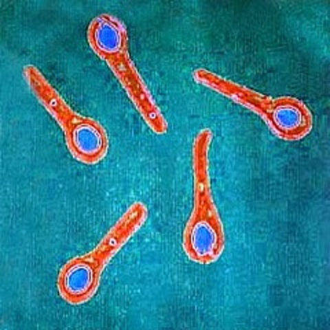 Descubrimiento de Clostridium tetani