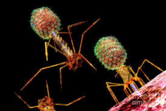 Primer Uso de Bacteriófagos Oficial