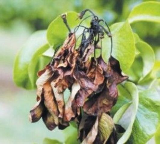 Descubre plaga de fuego. Thomas J. Burrill