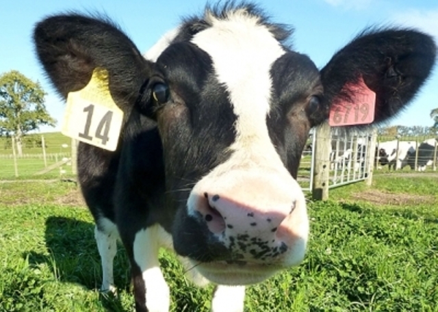 Identifican Brucella melitensis