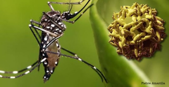 Se anuncia una vacuna contra la fiebre amarilla.