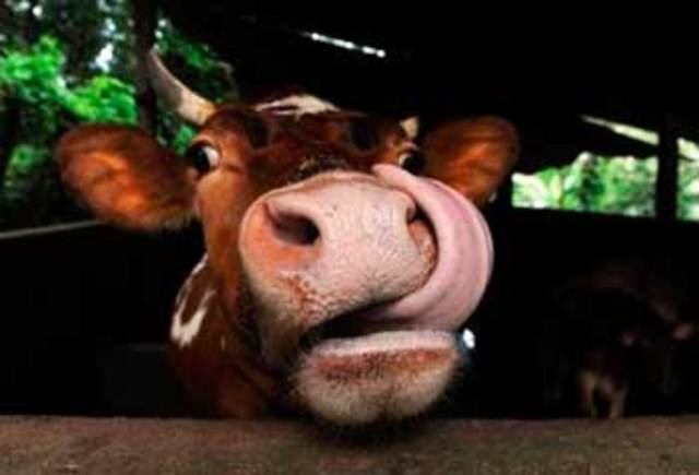 Regresa la peste bovina a Gran Bretaña