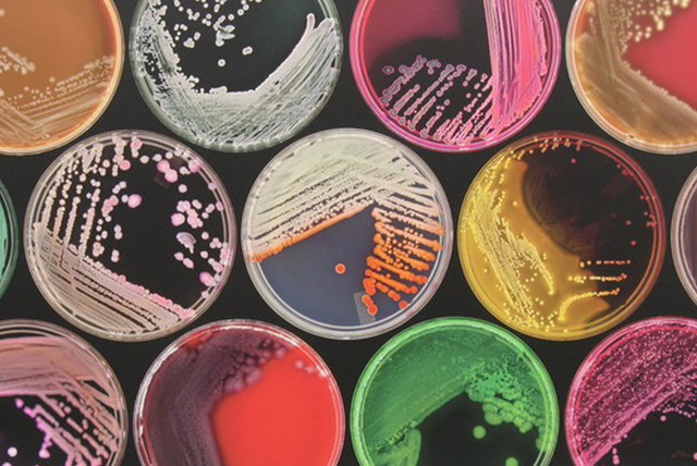 Fundación de la bacteriología