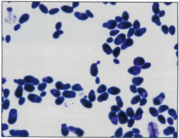 Fotografías de bacterias