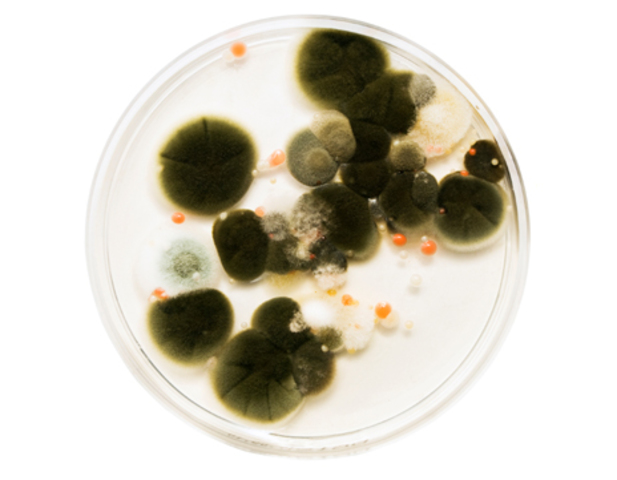 Antifungico nistatina