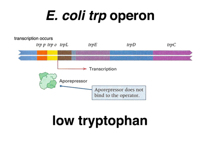 Modelo del operon