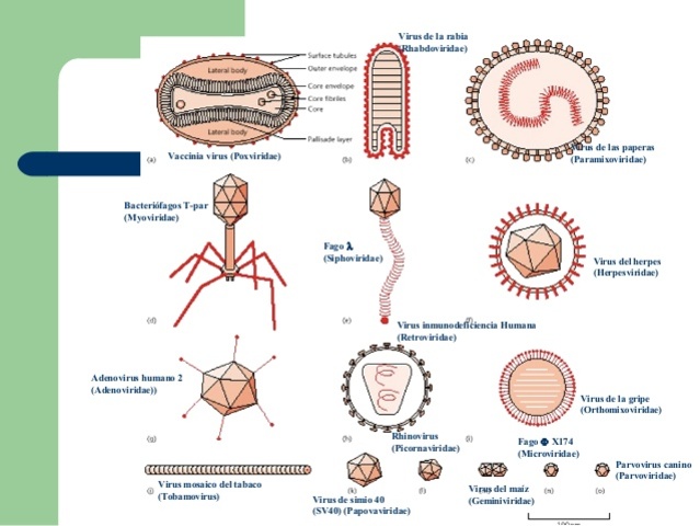 Difrencia entre virus y viroides