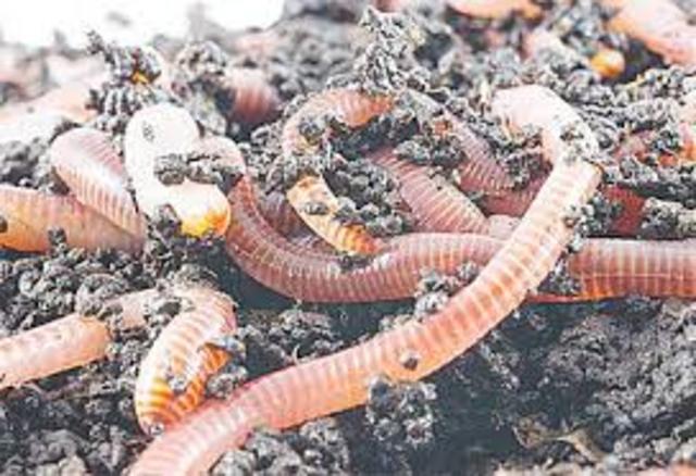 Primer uso de la biorremediacion en un derrame