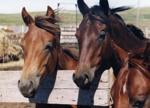 Fortasse caupō aliōs equōs habet. Fortasse equī cauponis raedam e fossā extrahere possunt.