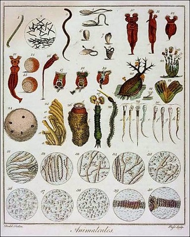 Descubrimiento de los microorganismos