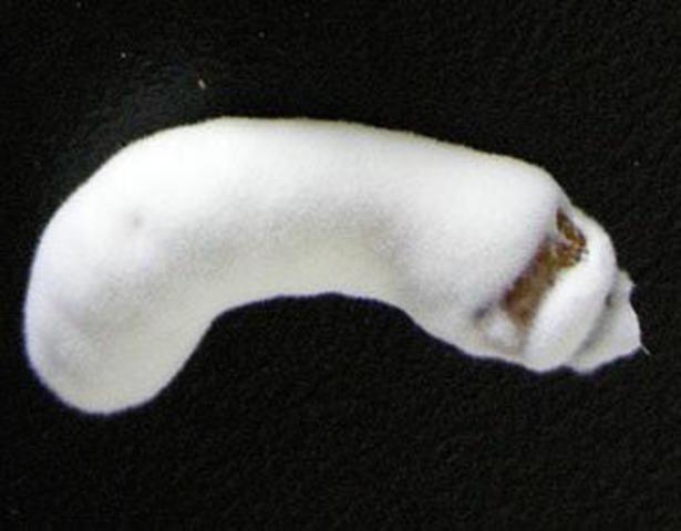 Muscardina es provocada por un hongo