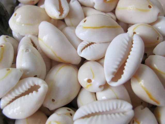 Cowry Shells