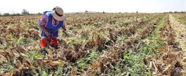 PERDIDA DE AUTOSUFICIENCIA ALIMENTARIA