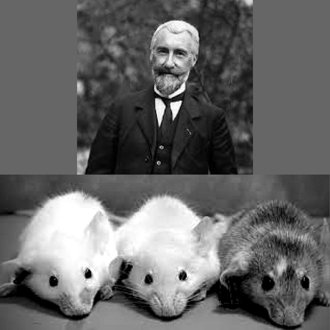 La genetica y los ratones