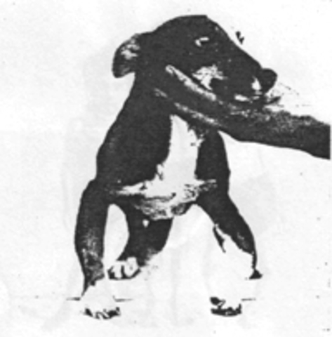 Descubrimiento de la vitamina D