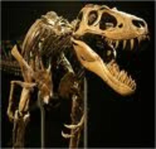 Dinosaur Extinction-1st Large Primates