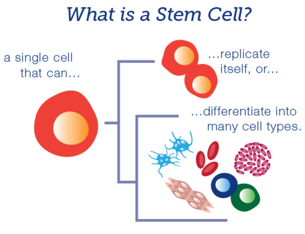 Stem cells