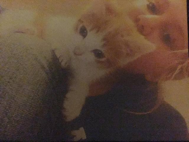 Hide Ya Kids, Hide Ya Wives, Hide Ya cat.