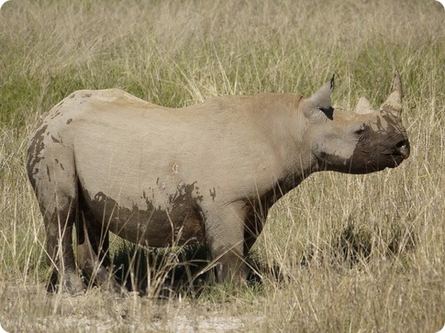 Black Cameroonian rhinoceros