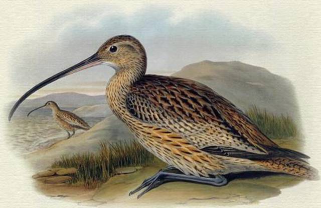 Eskimo curlew